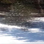 Ardahan'da Domuz Sürüsü Görüntülendi