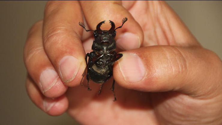 Bilecik'te ilk defa görülen 'Geyik Böceği'ne Japonlar 150 bin dolar veriyor