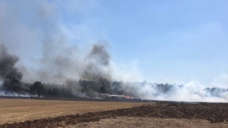 İzmir Buca'da orman yangını