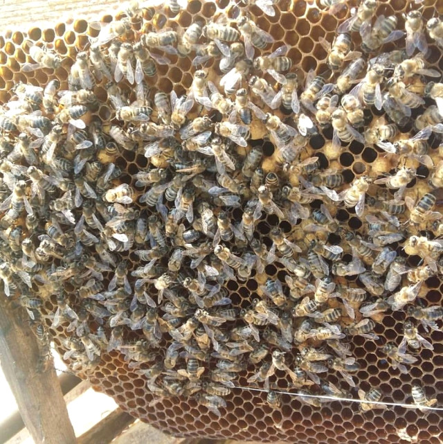 Ardahan’da Arıların Sıcak Hava ile Mücadelesi