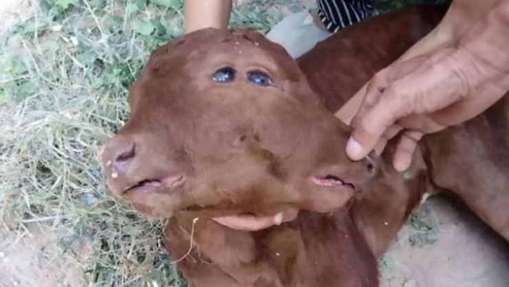 Çin'de iki yüzlü buzağı dünyaya geldi