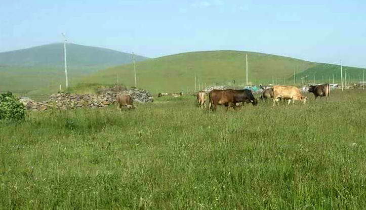 Ardahan'da Çalınan hayvanlar 3 aydır bulunamıyor