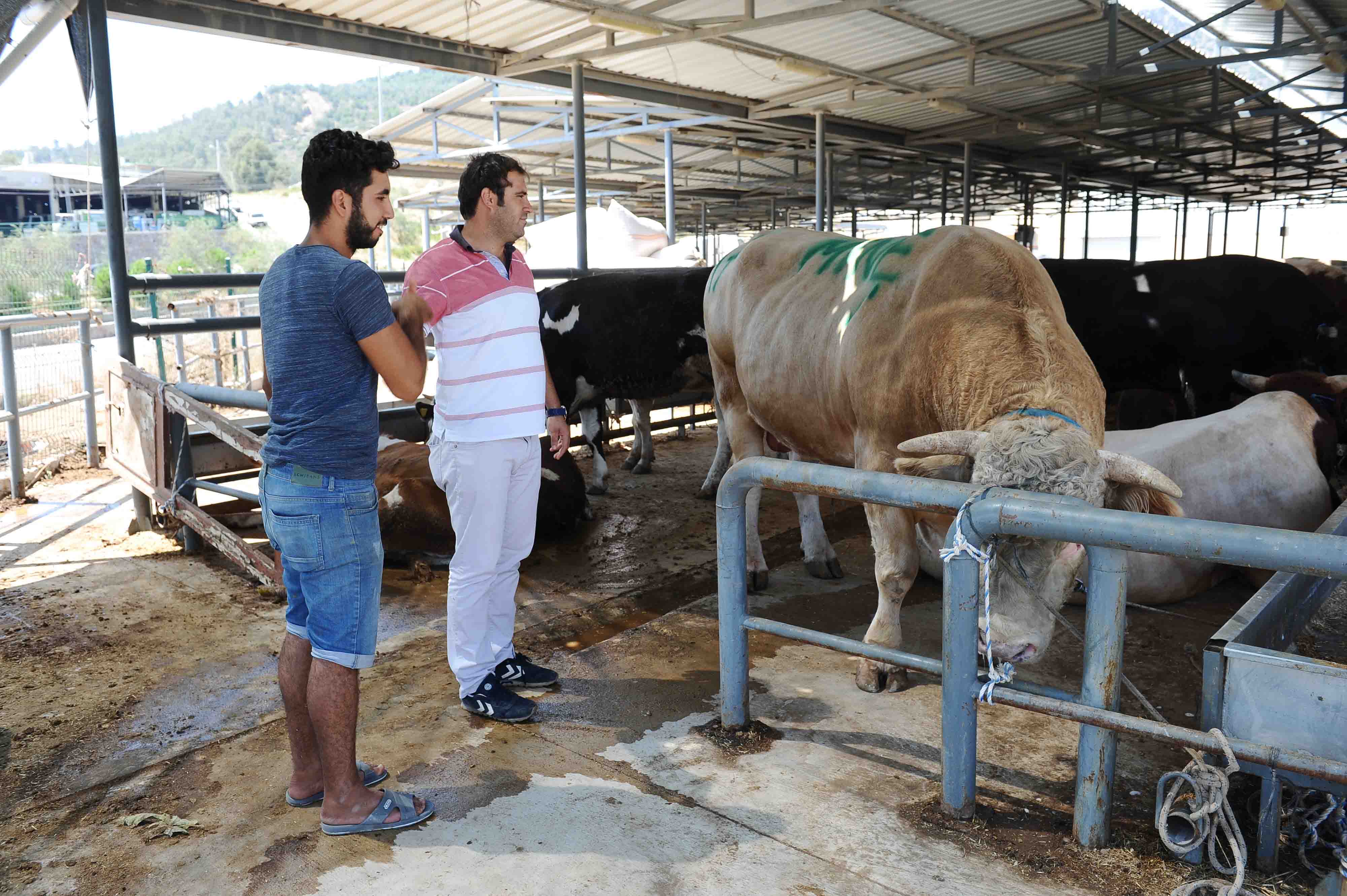 Karşıyaka Kurban Bayramı’na hazır