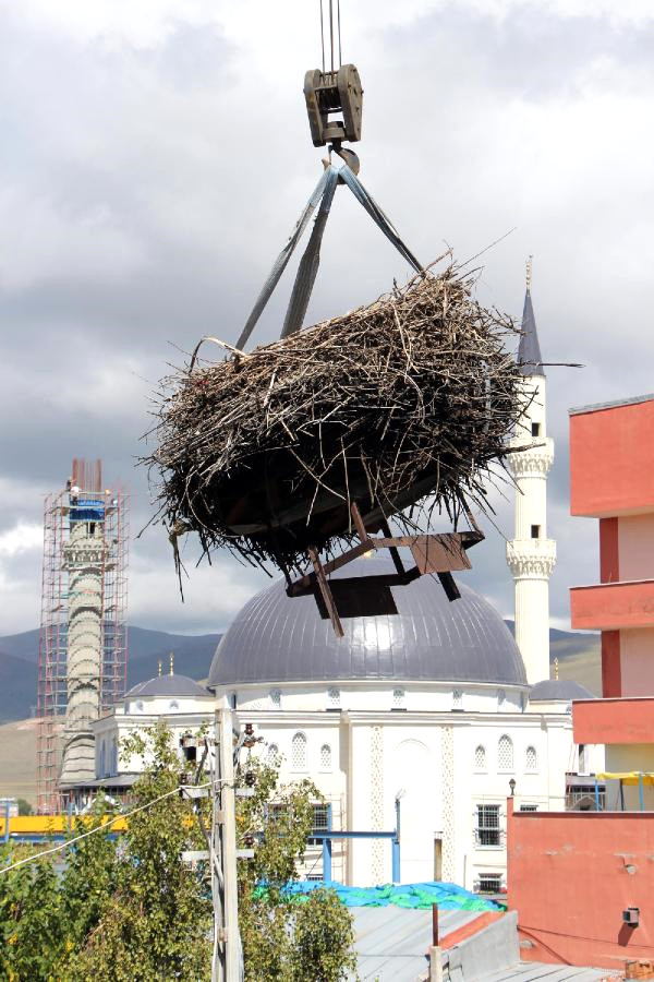 Ardahan'da Bina Yıkılmadan Önce Çatısındaki Leylek Yuvası Taşındı