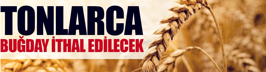 TMO tonlarca buğday ithal edecek