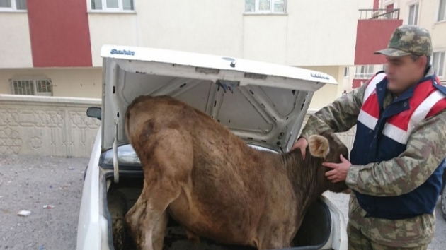 Ardahan Merkezli Hayvan Hırsızlığı Operasyonu