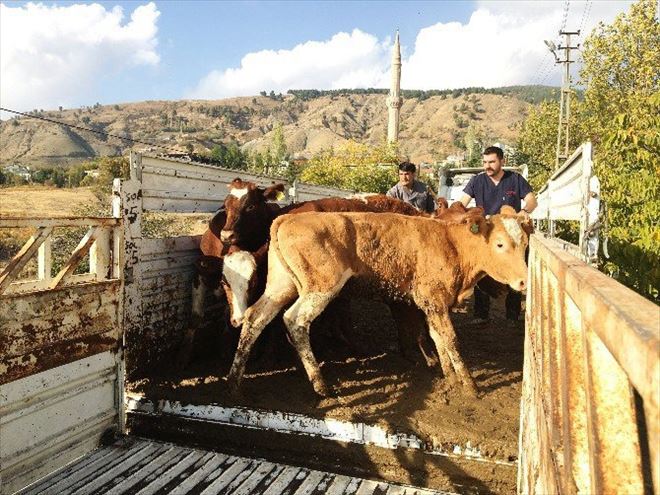ARDAHAN'DA GENÇ ÇİFTÇİ YE GECE OPERASYONU