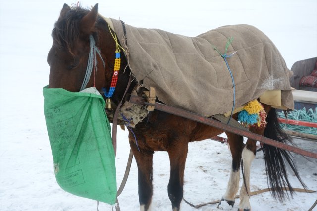 Ardahan'da Kızak Atlarına Battaniyeli Koruma