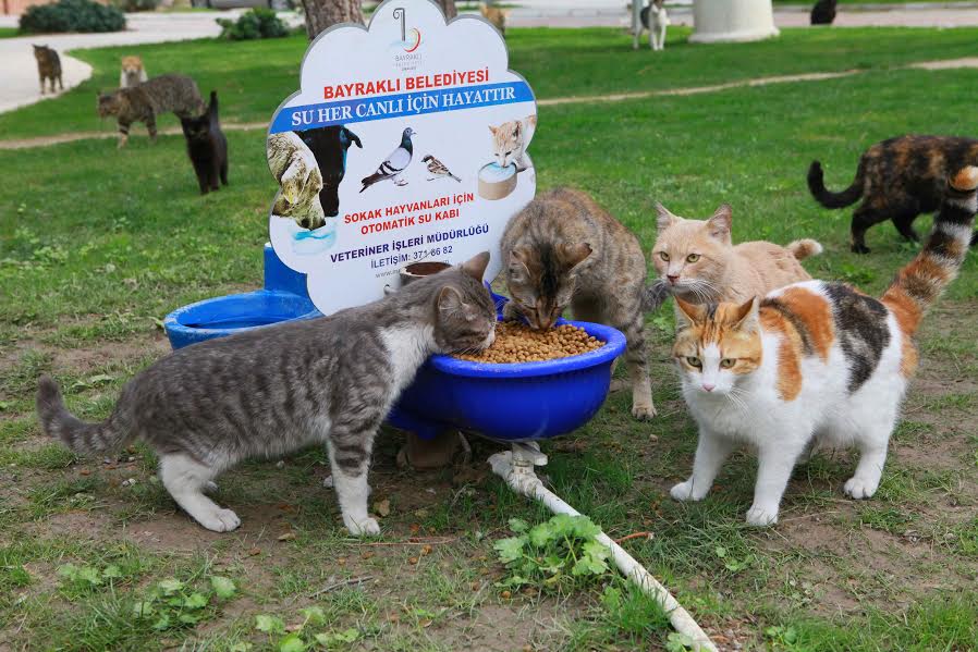 Bayraklı’da can dostlara yakın ilgi