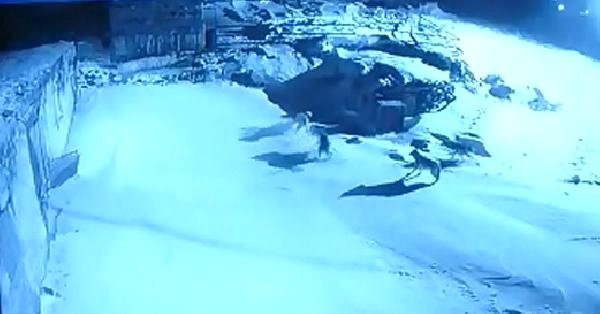 ARDAHAN'da Köye İnen Kurt Sürüsü, Köpeğe Saldırdı