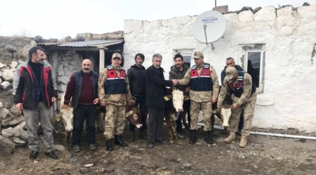 Ardahan'da ahırdan çalınan büyükbaş hayvan hırsızlığı 
