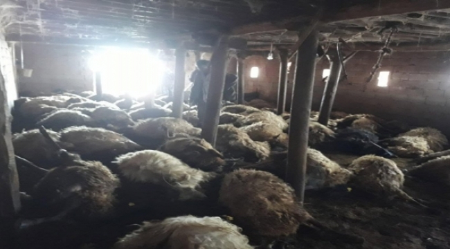  Kurtlar Ahırdaki Koyunlara Saldırdı