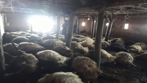  Kurtlar Ahırdaki Koyunlara Saldırdı