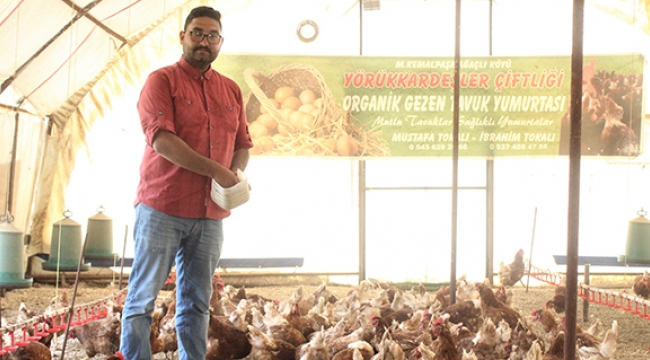 Tavuklar Müslüm Babayla kavgayı bıraktı, yumurtlamaya başladı