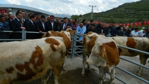 Ardahan Posof'ta Hayvan Pazarı Hizmete Girdi