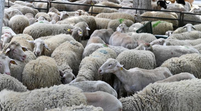 İ B B’nin yaptığı küçükbaş hayvan hibesi 10 bini aştı