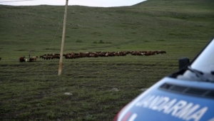 Ardahan'da 800 küçük baş hayvan yakalandı