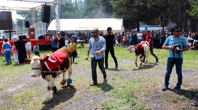 Ardahan Aşık Mazlumi Anma Şenlikleri'nde buzağılar güzellikleri ile yarıştı