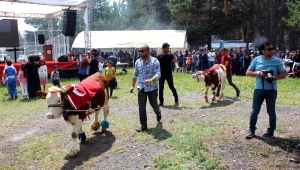 Ardahan Aşık Mazlumi Anma Şenlikleri'nde buzağılar güzellikleri ile yarıştı