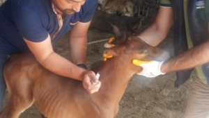 ARDAHAN'DA KEDİ, KÖPEKTEN SONRA TAYLARI DA ATTILAR!