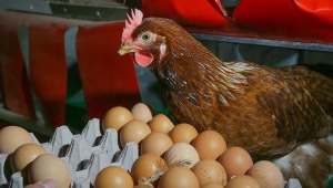 Gezen tavuk oyunu! 10 kuruşa alıp 1 liraya satıyorlar