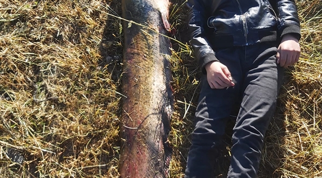 Kars Aras Nehri'nde 1,5 metrelik yayın balığı yakalandı