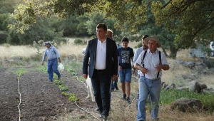 Yamanlar Domatesi tezgahlara dönüyor 