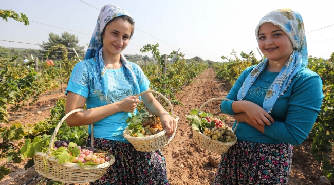 Buca’da üzüm şenliği heyecanı