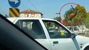 İnanılmaz kaza Yüzlerce kiloluk at havaya uçtu