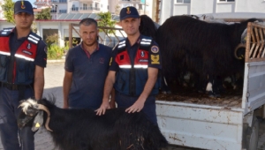 Sahte parayla 17 küçükbaş kurbanlık alan 3 şüpheli yakalandı