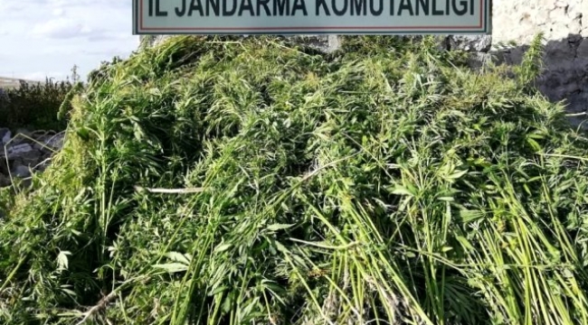 17 bin kök kenevir ele geçirildi