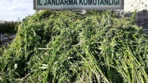 17 bin kök kenevir ele geçirildi