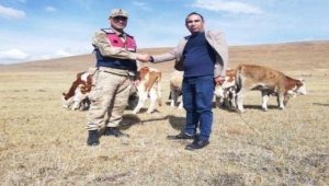 Ardahan'da çalınan 20 büyükbaş hayvandan 13'ü bulundu