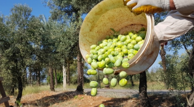  En büyük zeytin bahçesinde hasat başladı