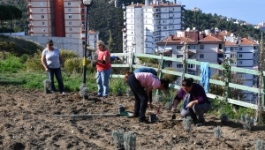 Narlıdere “lavanta” kokacak
