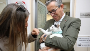 Kedi Tosya üç ayağının üzerine düştü!
