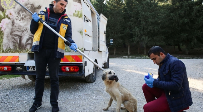Buca’da uyuza karşı mücadele tam gaz