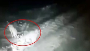 Ardahan'da çiftliğe inen kurt sürüsü, kangalların hışmına uğradı