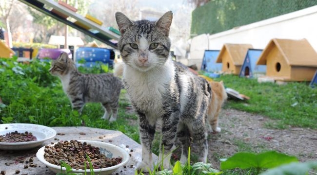 BALÇOVA PATİ PARK AÇILDI