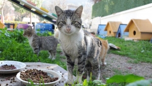 BALÇOVA PATİ PARK AÇILDI