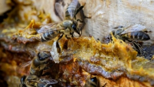 Bağışıklık Sisteminin Destekçisi: Propolis