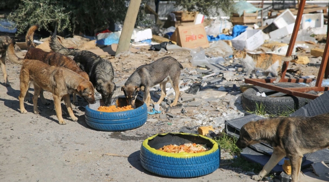 BUCA’DA SOKAK HAYVANLARI UNUTULMUYOR