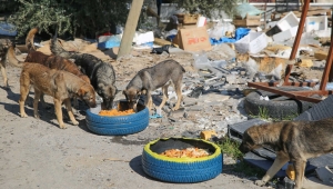 BUCA’DA SOKAK HAYVANLARI UNUTULMUYOR