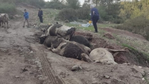 İnek hırsızları çalıp gömdükleri çoğu hayvanların gebe olduğu görüldü