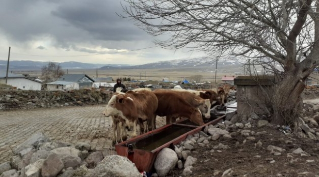 Ardahan'da korena yetmedi şimdide şap salgını nedeniyle hayvan giriş çıkışları yasaklandı.