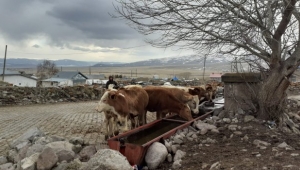 Ardahan'da korena yetmedi şimdide şap salgını nedeniyle hayvan giriş çıkışları yasaklandı.