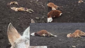 Ardahan'da Kurtlar Dana ve inekleri parçaladı
