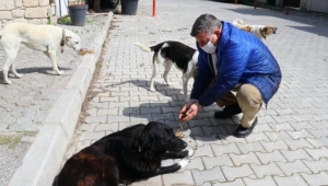 Çeşme Belediyesi sokak hayvanlarını unutmadı