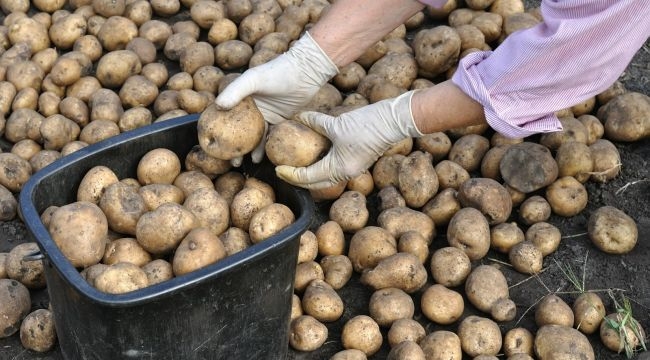 Gaziemir’den hem üreticiye hem ihtiyaç sahiplerine “alım garantili” destek