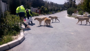 Sokağa çıkma yasağında da can dostlar unutulmadı